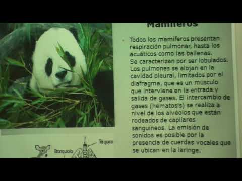 Dr EDUARDO KREMENCHUTZKY - HISTOLOGIA RAZONADA - APARATORESPIRATORIO