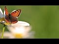 Peaceful Instrumental Music, Relaxing Meditation calm music "Golden Summer" by Tim Janis