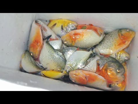 🇧🇴Pesca en juan chulo ,cuando esta seco