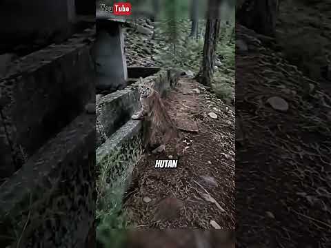 kucing hutang yang hampir tertabrak #shorts #animals