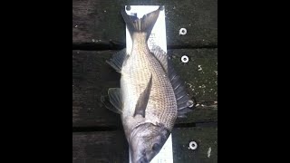 preview picture of video 'Lorne Bream Fishing'