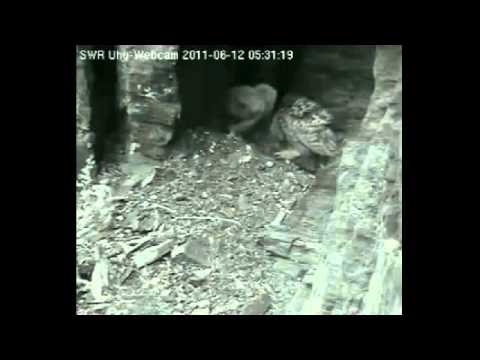 eifel feeding 2011 06 12 5 29