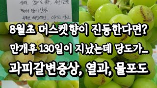 8월 머스켓향, 과피갈변증상, 당도, 열과, 물포도 증상