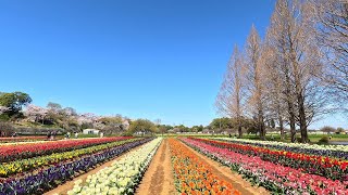 2025あけぼの山チューリップ