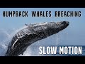 Humpback Whales Breaching Whales Jumping Out The Water