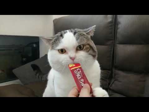 Ng Yee Man-CIAO 日本第一銷量貓小食 超級貓模短片大賽
