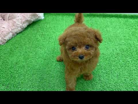 YouTube動画のサムネイル