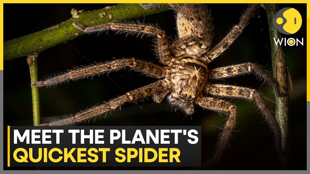 Australia Discovers World's Fastest Spider | Brown Huntsman Breaks Speed Record