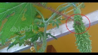കായീച്ചക്കെണി , തുളസിക്കെണി - make an easy fruit fly trap using tulsi leaves, jaggery
