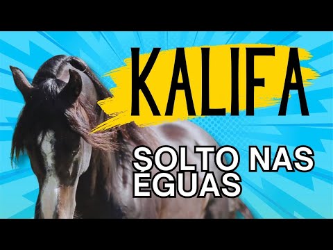 Stallion loose in the herd at Fazenda da Bézinha