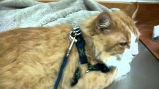preview picture of video 'Pumpkin's 1st trip to the Vet'