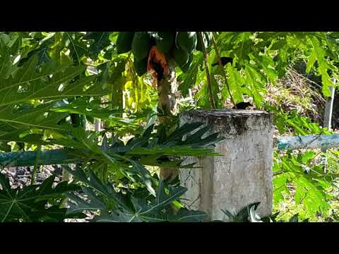 Blackbirds picking papaya @ Panagsama Moalboal