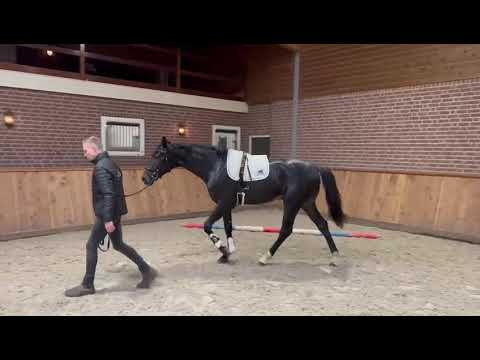 Patrick U.S. | Lord Europe x Cadans M - Stallion - 2020 - 170 cm