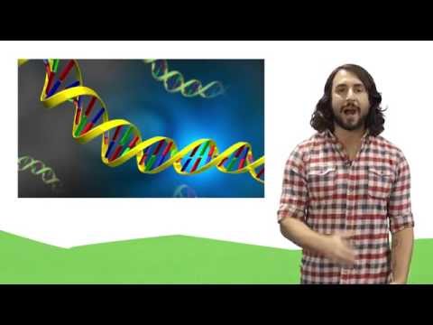 Nucleic Acids: DNA and RNA