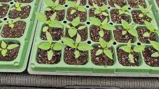 고추삽목묘 활착후 3일차 뿌리 살펴보기(1)