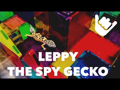 Leppy The Spy Gecko In The CricketColosseum | THE JCUBBIES Leopard Gecko Fun Adventure