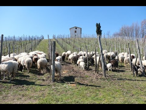 Crypta Castagnara cantine - Pecore al pascolo nel vigneto