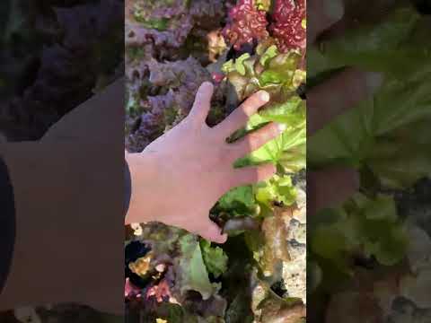 春のレタスを植える