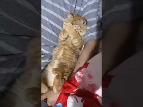 Cat covering her face with her paws 🐱😻 | Cute Cat Tiktok #shorts #cat #cute #animals