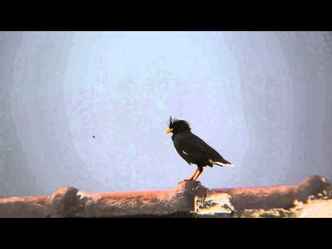 5Dmk3+2x+Scope Vixen GEOMA II ED 67A