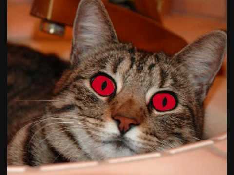 Monty the Mole theme pt 1