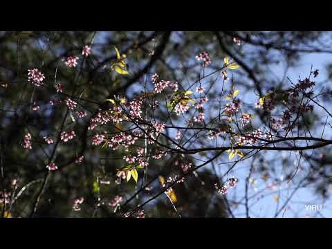 Prunus Cerasoides Extract Powder