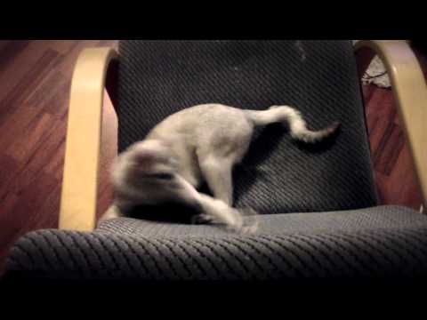 JODAROK - Kissamummo MUSICVIDEO