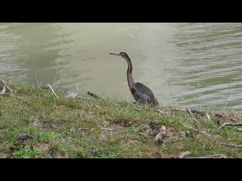 Airone rosso (Ardea purpurea) 2023 14 apr 1
