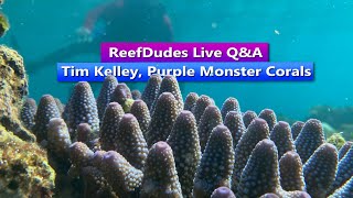 ReefDudes Live Q&A With Tim Kelley, Purple Monster Corals