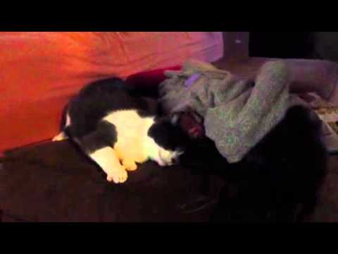 Cat nudges sleeping kid