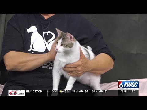 Tuesday's adoptable pet: Meet Minnie - YouTube