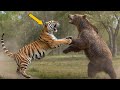 GRIZZLY BEAR Vs TIGER Stupid Tiger Messed With The Wrong Opponent Shocking Ending Tiger Vs Bear