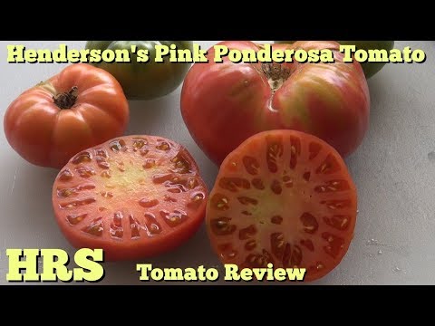 , title : '⟹ Henderson's Pink Ponderosa Tomato | Solanum lycopersicum | Tomato Review'