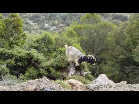 Οροπέδιο Καθαρού