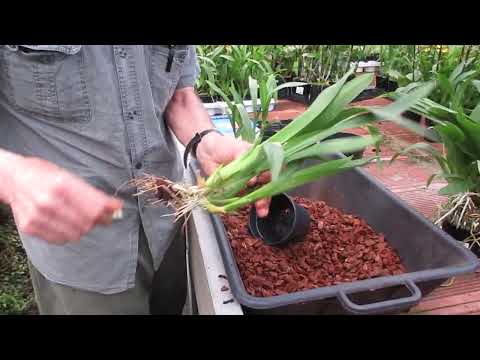 il rinvaso delle orchidee simpodiali, tutorial pratico