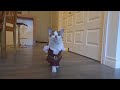 CATS in Ridiculously Adorable COSTUMES