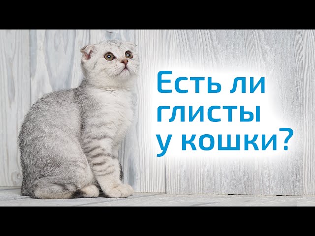 глисты у кошек что делать. Смотреть фото глисты у кошек что делать. Смотреть картинку глисты у кошек что делать. Картинка про глисты у кошек что делать. Фото глисты у кошек что делать глисты у кошек что делать. Смотреть фото глисты у кошек что делать. Смотреть картинку глисты у кошек что делать. Картинка про глисты у кошек что делать. Фото глисты у кошек что делать