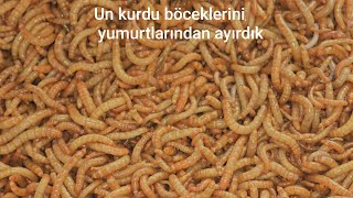 Protein kaynağı un kurtlarının böceklerinin yeni yumurtalarını eledik 24/05/2026 #unkurdu 