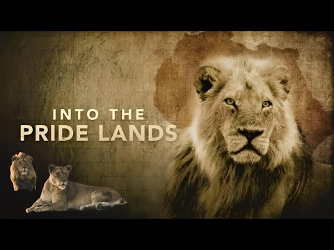 🦁 Lion Pride:  | Adapt Or Die | 🌱 Wildlife Documentary 🐆