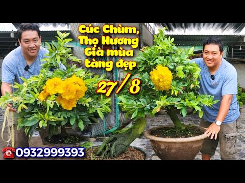 Chợ Mai 27/8🌟Cúc Thọ Hương🌟Cúc Chùm🌟Cúc Vip🌟cúc 4 long🌟cúc vạn thọ 100 cánh🌟Cúc cam💫CS Cần Thơ HG