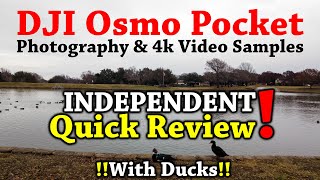 DJI OSMO POCKET: VIDEO & PHOTOGRAPHY SAMPLES (With Ducks)