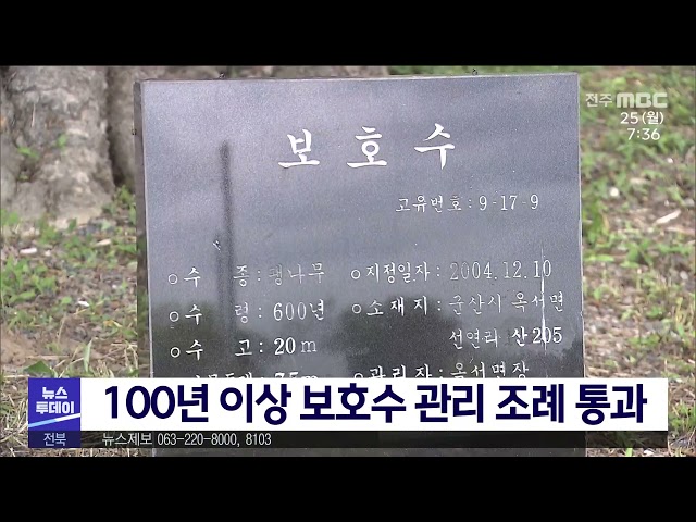 100년 이상 보호수 관리 조례 통과