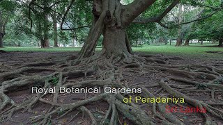 preview picture of video 'Ботанический сад Перадения'