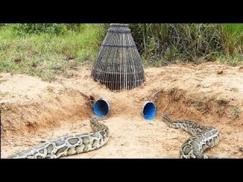 DIY Snake Trap Technology Using Deep Hole With Fishing Trap