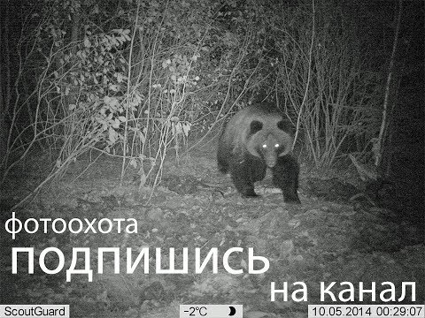 ДВА БОБРА ВЕСНА ГОН ДЕЛЯТ ТЕРРИТОРИЮ ПРЯМО НА ВОДЕ