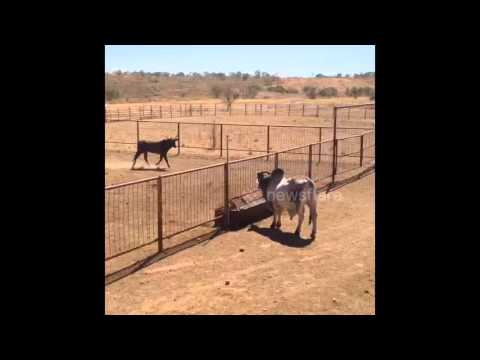 Bull leaps over 7ft high fence