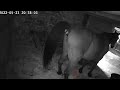 Horse Taking A Massive Shit 3