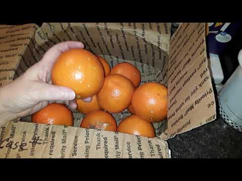 Freezing whole citrus, yes you can!