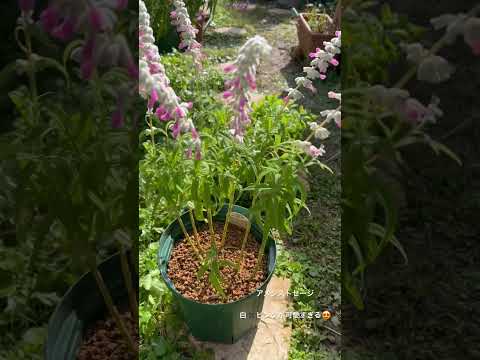 園芸 セージ総苞