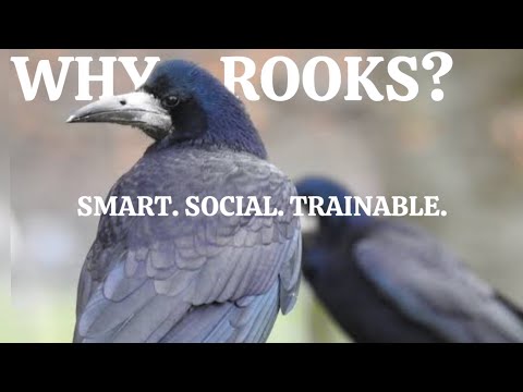 I Trained Wild Rooks To Clean Up Trash